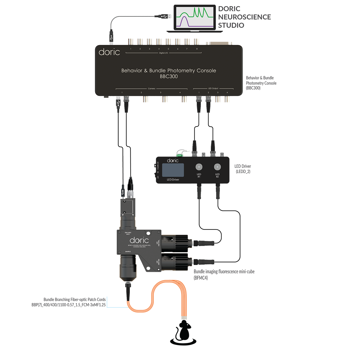 Bundle-imaging Fiber Photometry System