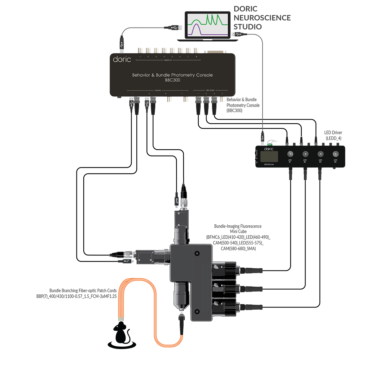 Bundle-imaging Fiber Photometry System