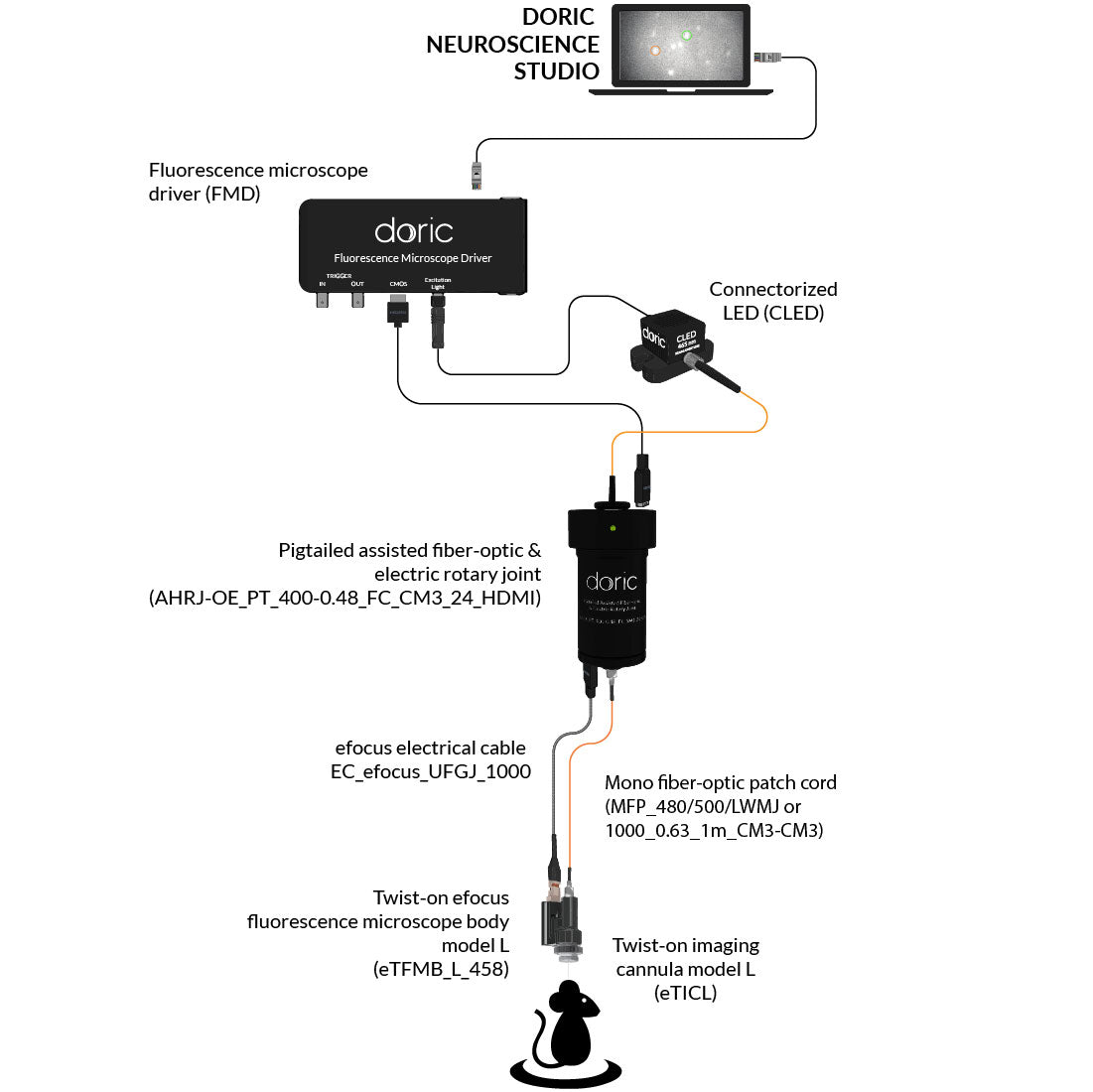 Twist-on efocus Fluorescence Microscopy System (OBSOLETE)